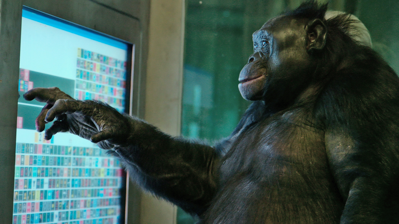 Kanzi the chimpanzee as seen in Unlocking the Cage. (Image: Pennebaker Hegedus Films/HBO)